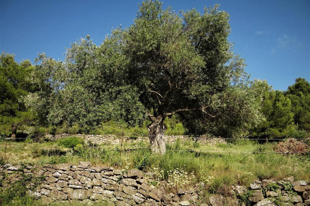L'Arbre à soleil Vila Aigues-Vives  Exterior foto